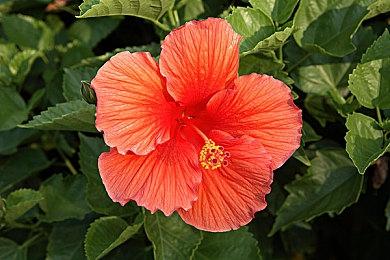 《死亡搁浅：导剪版》新进度 混音完成9月初公布终极预告